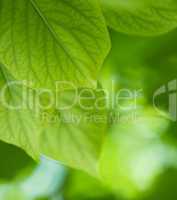 green leaves, shallow focus