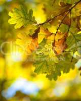 autumn leaves, very shallow focus