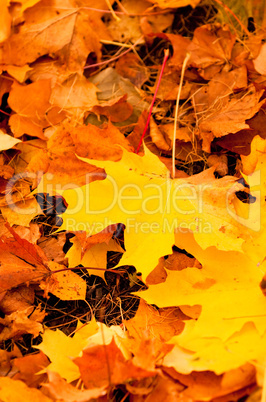 autumn leaves, very shallow focus