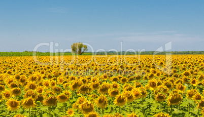 Sunflower field, Provence, France, shallow focus