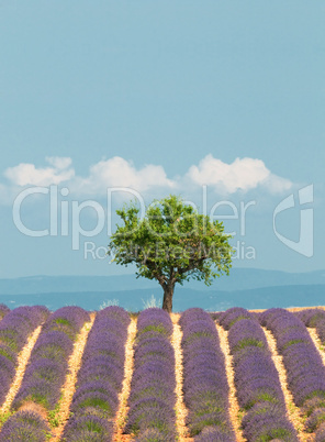tree in lavender field, Provence, France