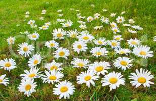 Daisies in a meadow