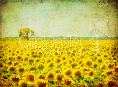 vintage image of sunflower field