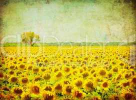 vintage image of sunflower field