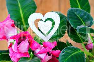 Gloxinie Zimmerpflanzen Blumentopf Herz
