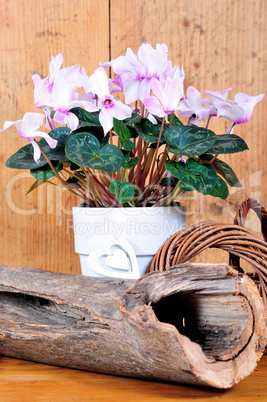 rosa Alpenveilchen Cyclamen Zimmerpflanze