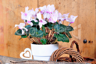 rosa Alpenveilchen Cyclamen Zimmerpflanze