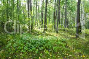 Forest landscape