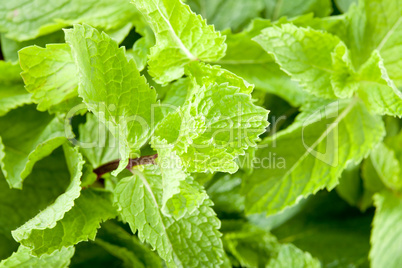 Mint leaves close up