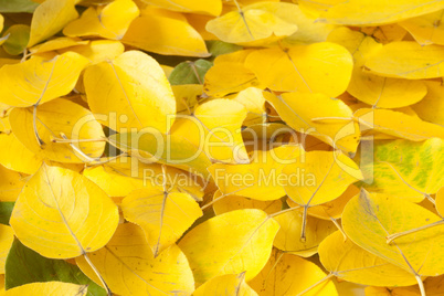 Yellow fallen leaves