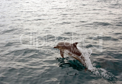 Dolphin jumping from water