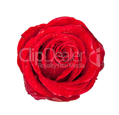 Red rose bud isolated on white