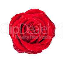 Red rose bud isolated on white