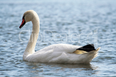 Swimming swan