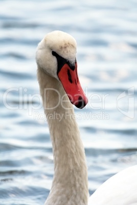Swan's curved neck and head