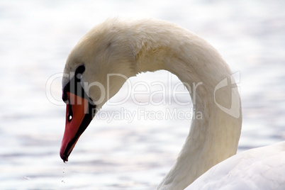 swan's curved head