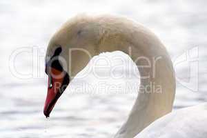 swan's curved head