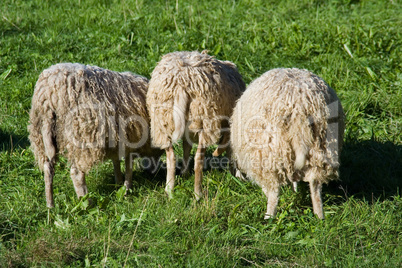 3 Schafe von Hinten