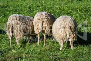 3 Schafe von Hinten