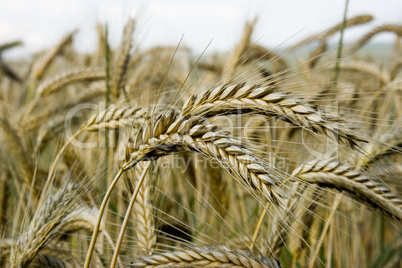 Kornfeld Nahaufnahme