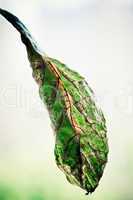 Withered avocado leaf