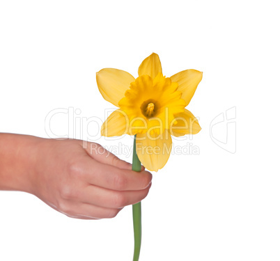 Female hand with yellow narcissus isolated on white