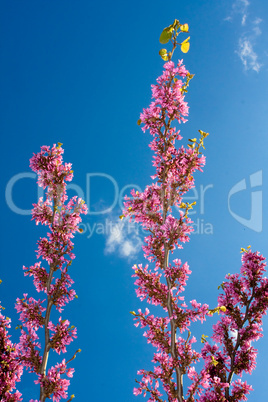 Cercis siliquastrum in the sky