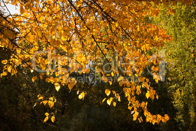 Herbstfärbung