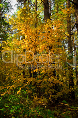 Yellow autumn rowan