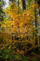 Yellow autumn rowan