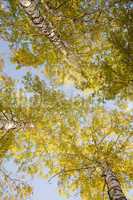 Tops of autumn birch