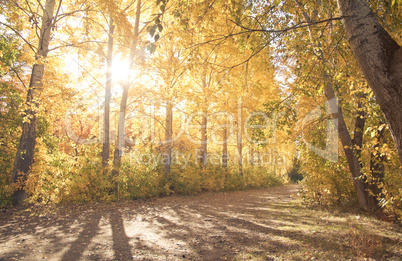 Autumn landscape