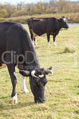 Dairy cows