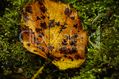 Herbstblatt auf feuchtem Moos