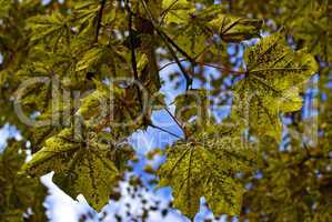 Herbstlaub vor blauem Himmel