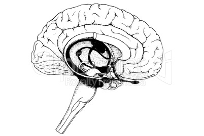 Gehirn und Limbisches System