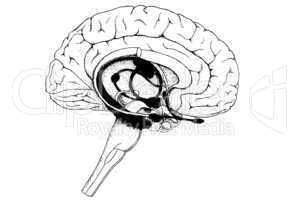 Gehirn und Limbisches System