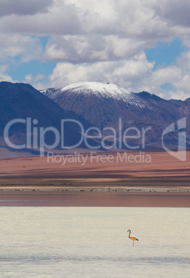 flamingo, standing in the lake, bolivia