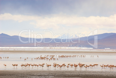 flamingos, standing in the lake, bolivia