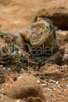 land iguana, galapagos islands, ecuador