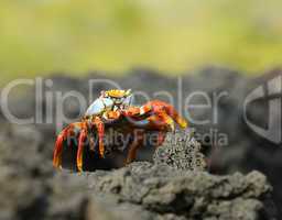 red crab on the rock, galapagos islands