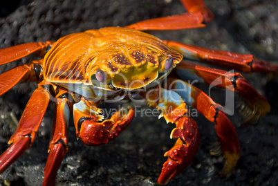 red crab on the rock, galapagos islands