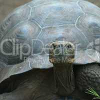 giant turtle, galapagos islands, ecuador