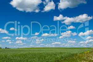 green field with blooming flowers and blue sky