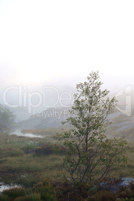 Moorlandschaft am Preikestolen