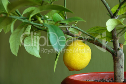 Lemon on lemon-tree