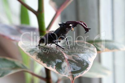 Stag beetle on the leaf