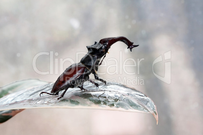 stag beetle on the leaf