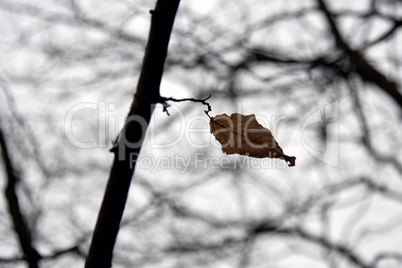 Last leaf, trembling in the wind