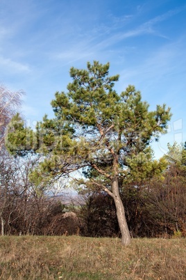 Lonely pine